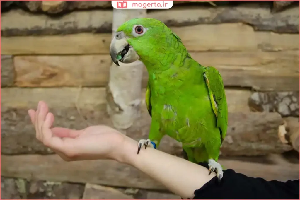 طوطی برزیلی نشسته روی دست صاحبش در حال برقراری ارتباط صمیمی