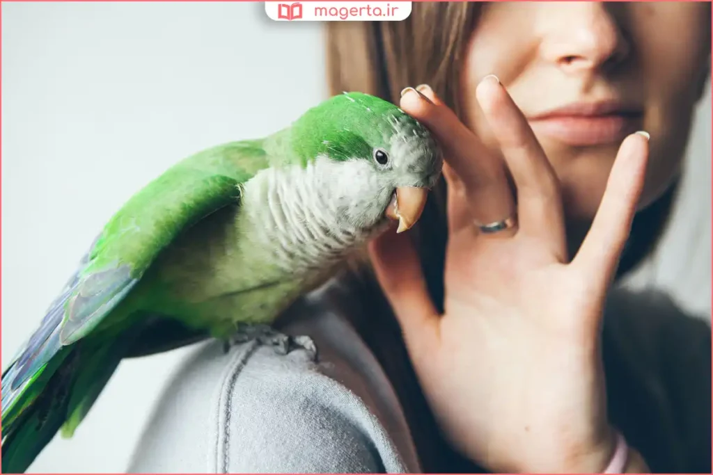 طوطی گرینچیک نشسته روی دست صاحبش در حال بازی و تعامل دوستانه