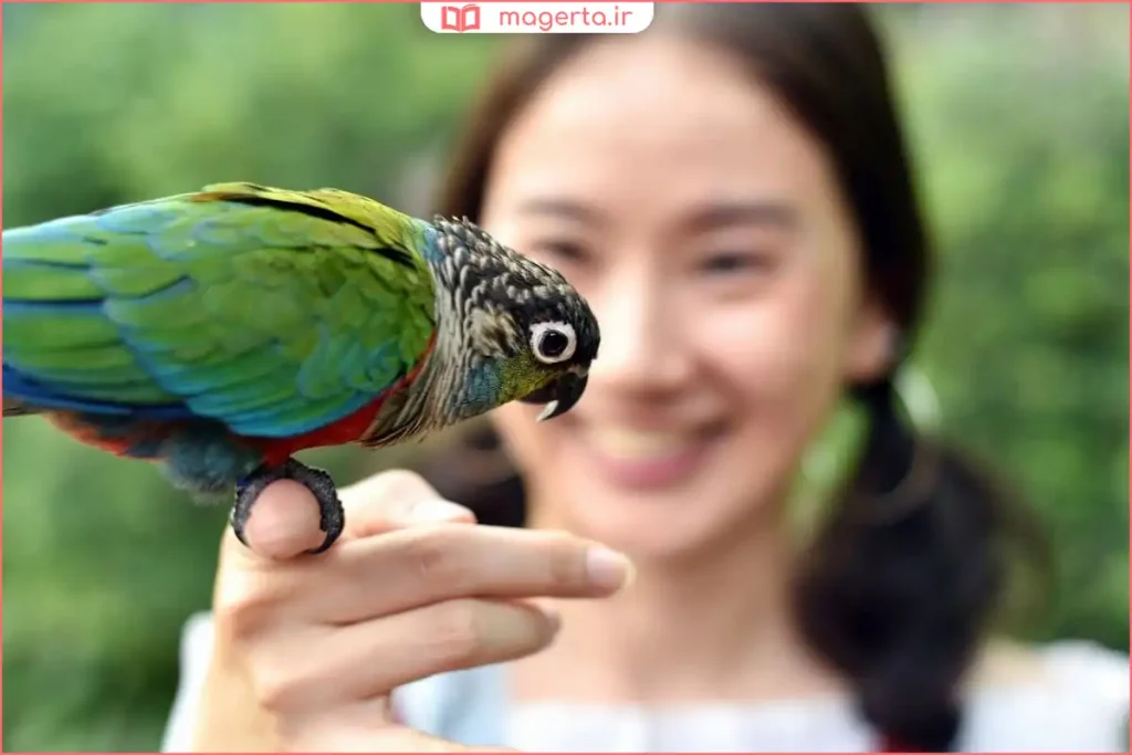 دادن خوراکی مورد علاقه به طوطی برای تشویق در زمان بازی