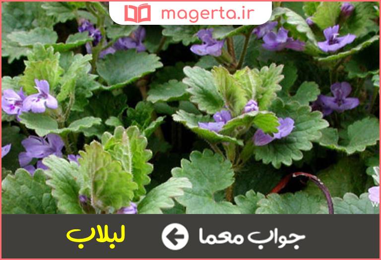 جواب معما پیچک و عشقه در جدول