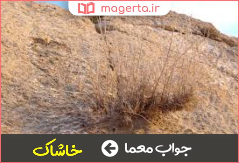 جواب معما ریزه چوب و علف در جدول