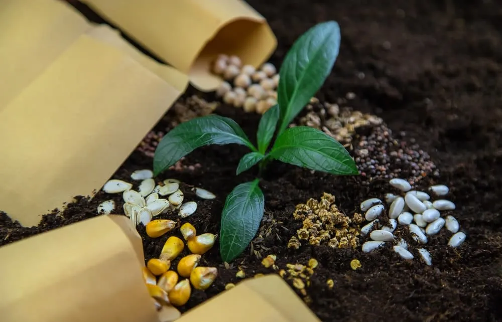 آماده‌سازی بذرها برای فصل سرد