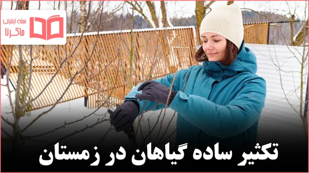 15 گیاهی که می‌توانید در زمستان با قلمه تکثیر کنید