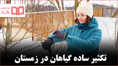 15 گیاهی که میتوانید در زمستان با قلمه تکثیر کنید