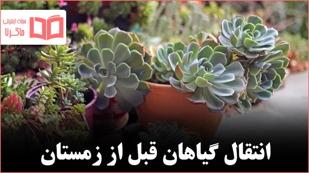 شش گیاه فضای باز که باید پیش از شروع زمستان حتماً به داخل خانه منتقل شوند