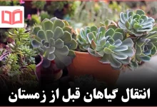شش گیاه فضای باز که باید پیش از شروع زمستان حتماً به داخل خانه منتقل شوند