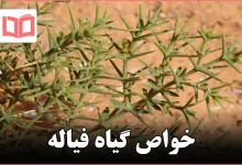 خواص گیاه فیاله
