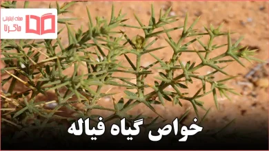خواص گیاه فیاله