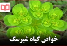 خواص گیاه شیرسگ