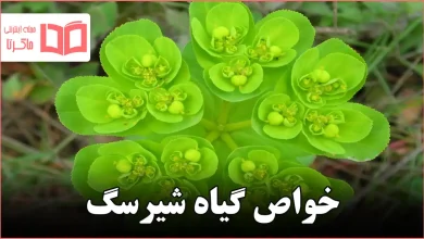 خواص گیاه شیرسگ