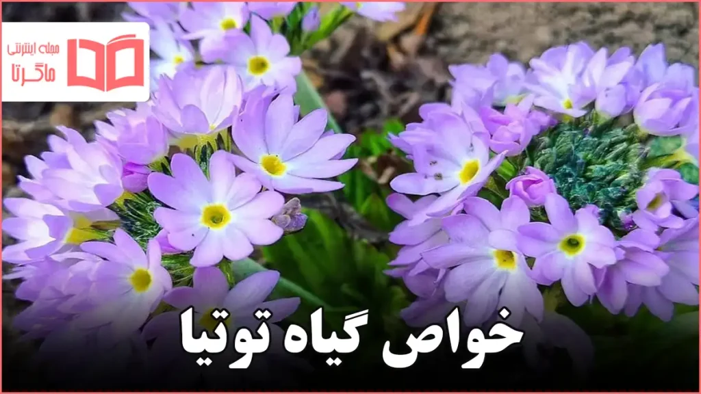 خواص گیاه توتیا