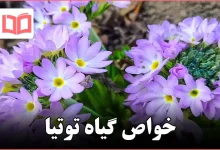 خواص گیاه توتیا