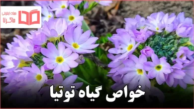 خواص گیاه توتیا