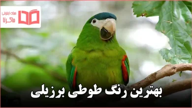 بهترین رنگ طوطی برزیلی