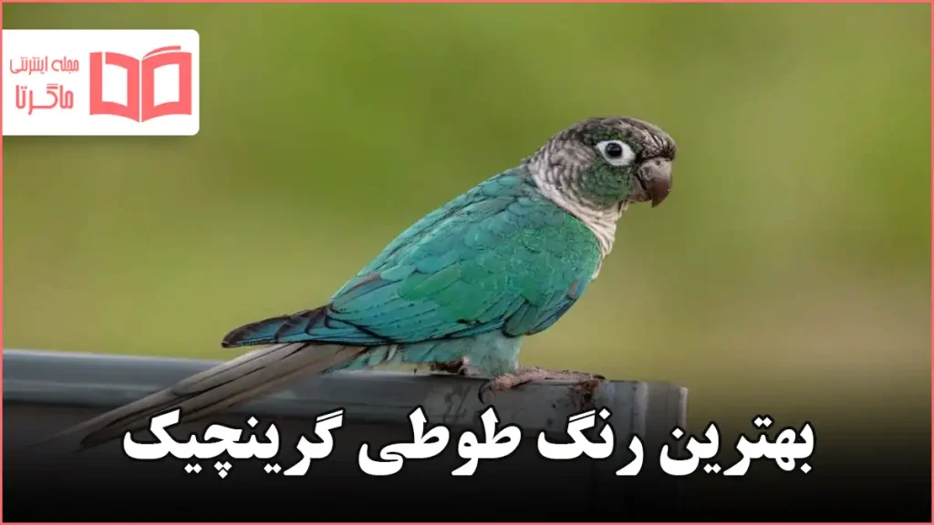 بهترین رنگ طوطی گرینچیک