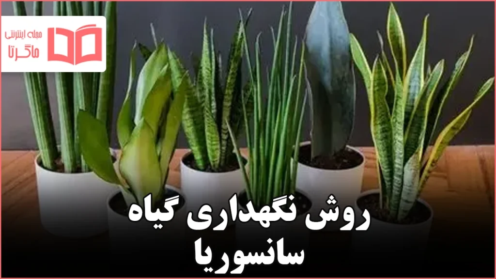 راهنمای بینقص نگهداری گیاه سانسوریا