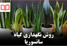 راهنمای بینقص نگهداری گیاه سانسوریا