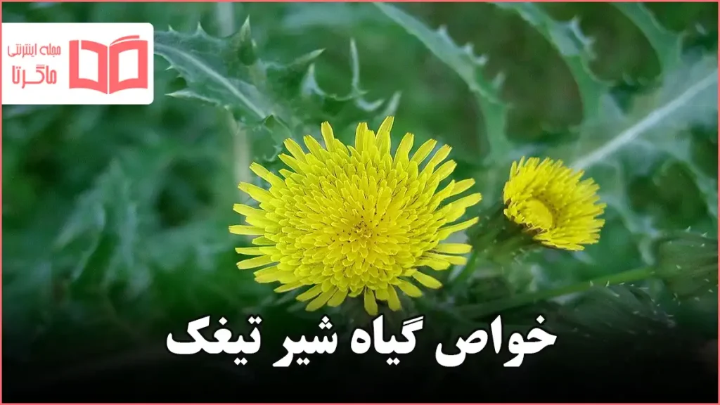 خواص گیاه شیر تیغک