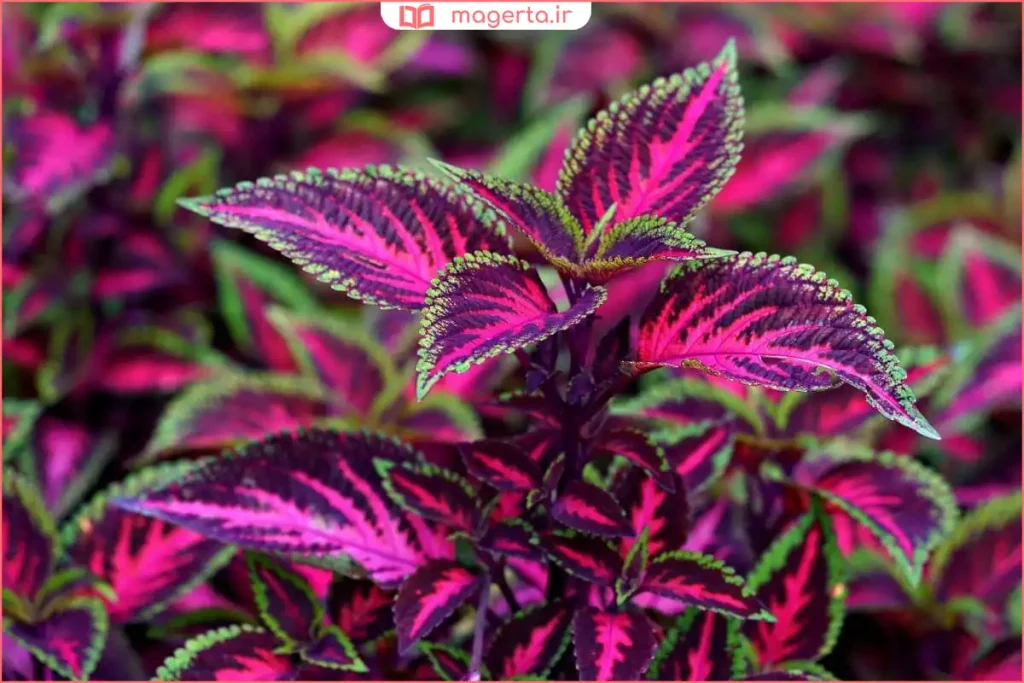 گلدان گیاه حسن‌یوسف با برگ‌های رنگارنگ قرمز و سبز در نور طبیعی