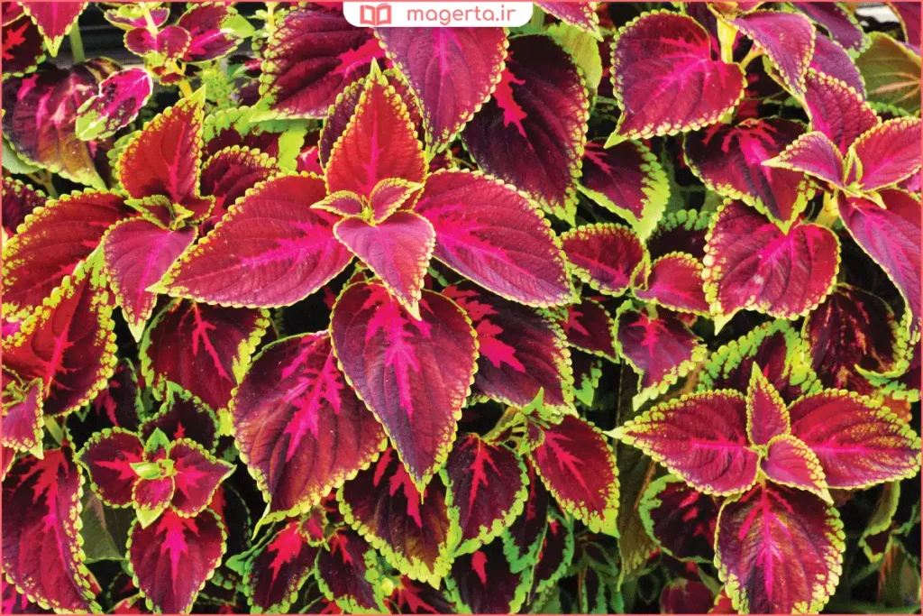 نمای نزدیک از برگ‌های مخملی و طرح‌دار گیاه حسن‌یوسف در خانه