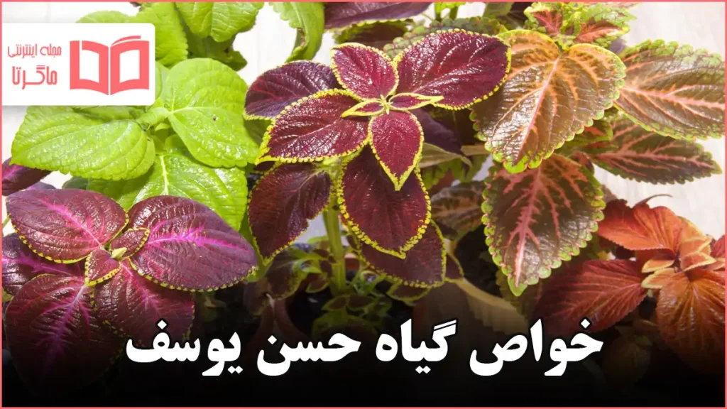 خواص گیاه حسن یوسف