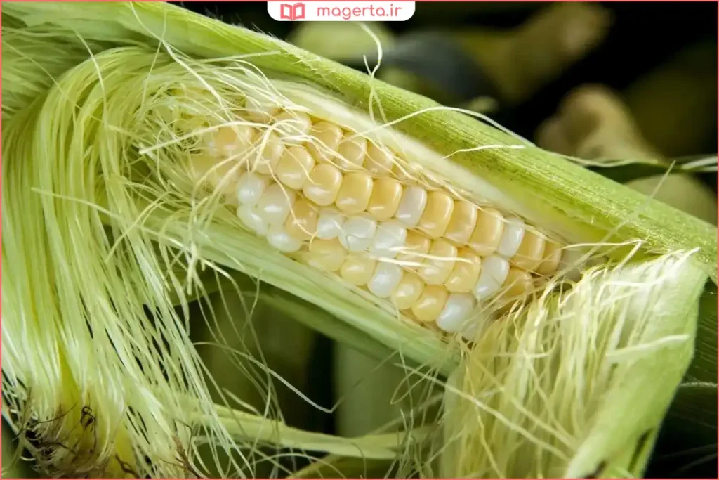 نمای نزدیک از کاکل ذرت خشک‌شده برای استفاده در دمنوش گیاهی