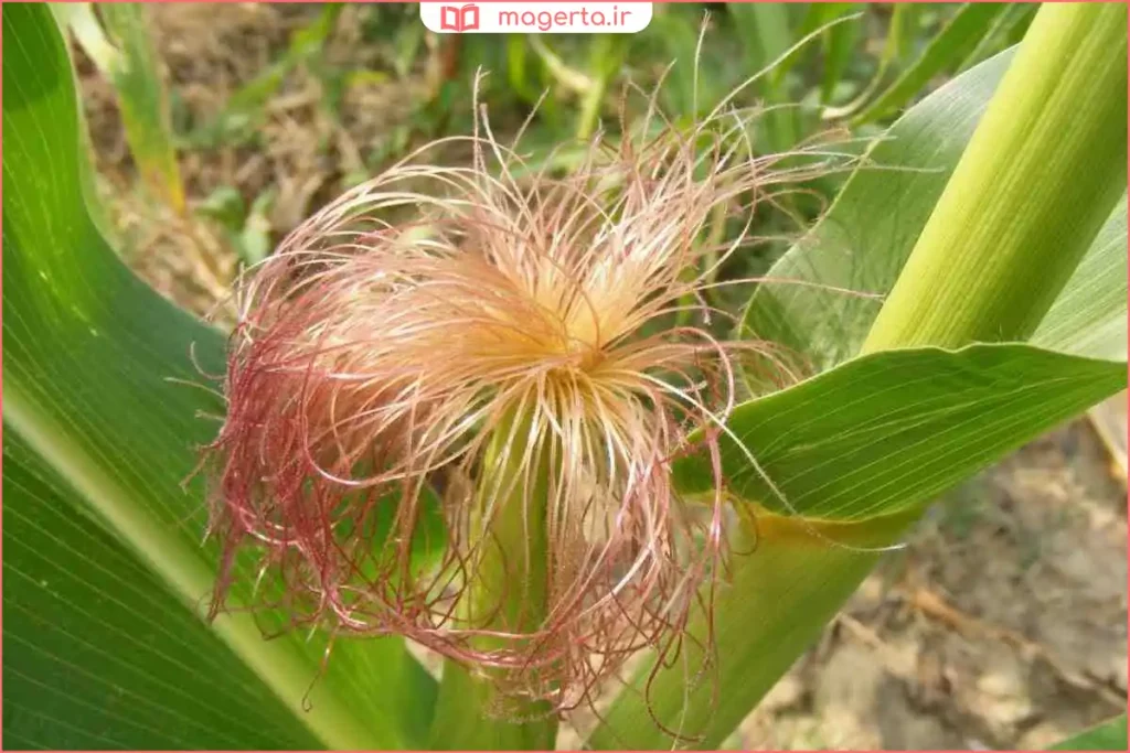 کاکل‌های طلایی و نرم ذرت تازه در مزرعه زیر نور آفتاب