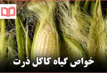 خواص گیاه کاکل ذرت