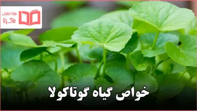خواص گیاه گوتاکولا