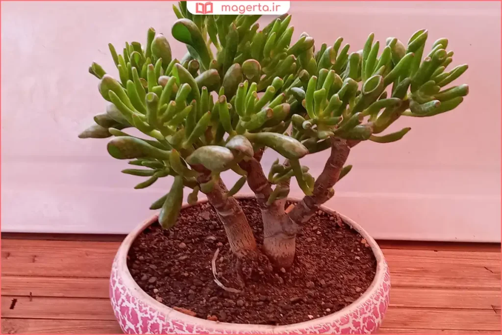 نمای نزدیک از گیاه نعل اسبی با برگهای سبز و ساقههای نازک