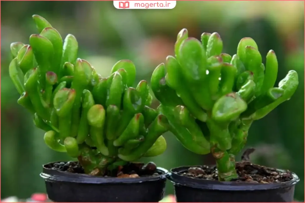 گیاه نعل اسبی تازه در باغچه با نور آفتاب ملایم