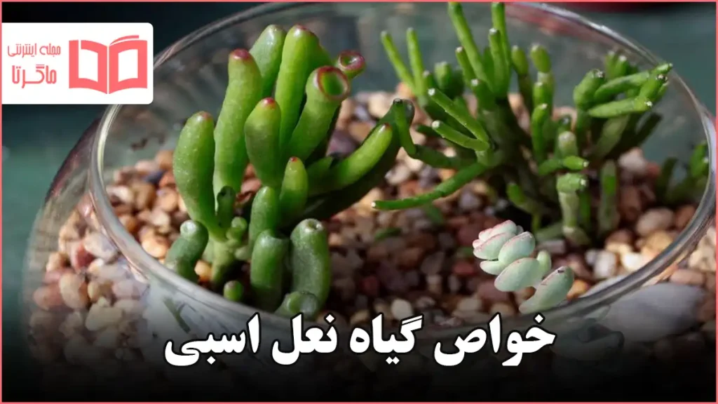 خواص گیاه نعل اسبی