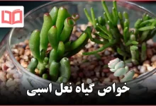 خواص گیاه نعل اسبی