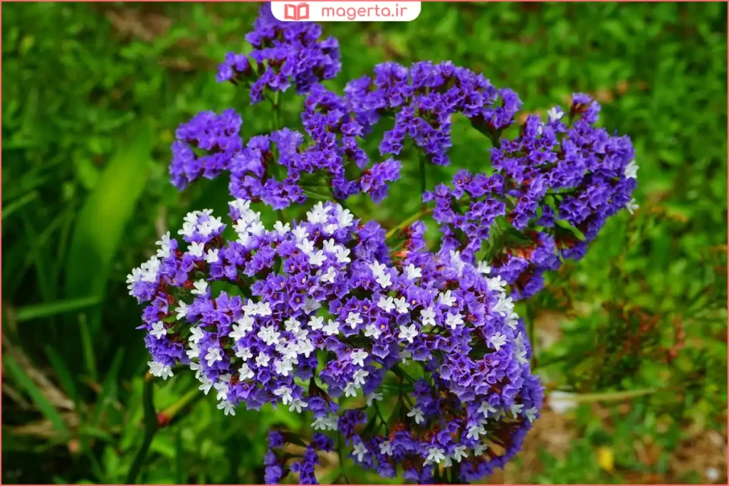 بوته تازه لیمونیوم در باغ با گل‌های ریز و رنگی