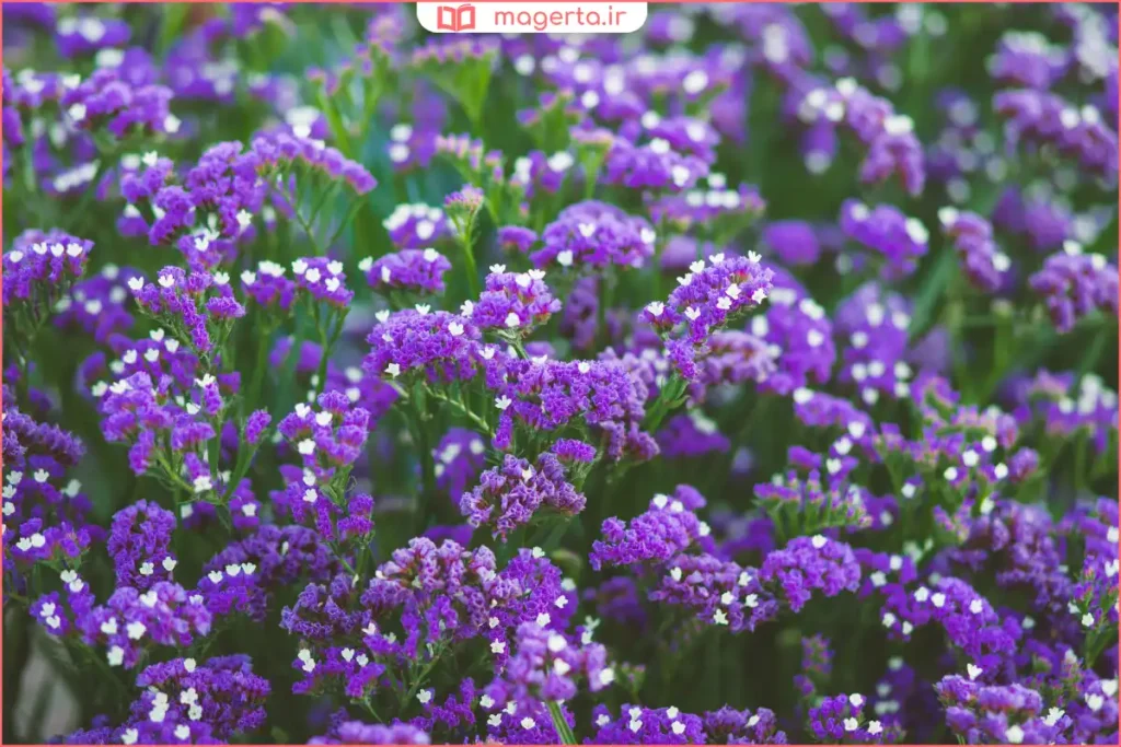 دسته‌گل لیمونیوم بنفش در کنار گل‌های طبیعی دیگر