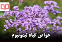 خواص گیاه لیمونیوم