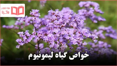 خواص گیاه لیمونیوم