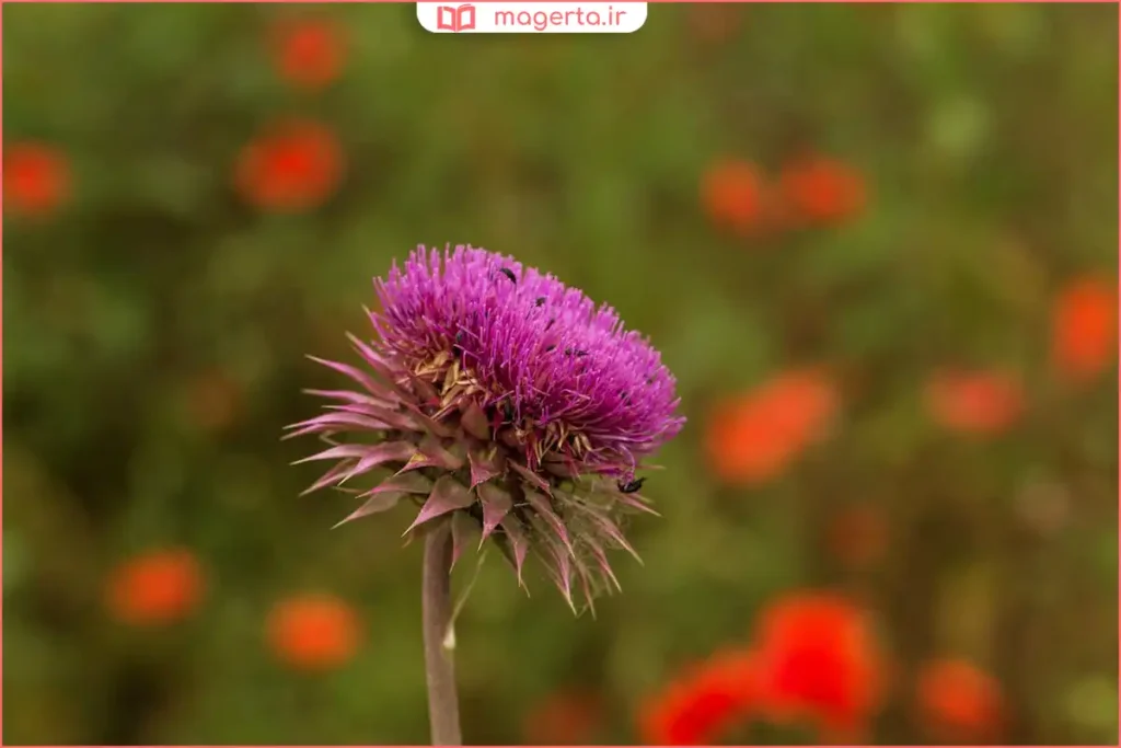 نمای نزدیک از گل بنفش خارمریم با پرچم‌های زرد در مرکز آن