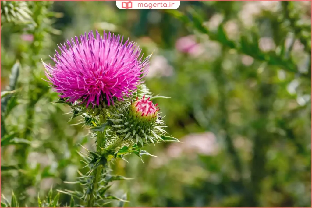 گیاه خارمریم در طبیعت با برگ‌های سبز و خاردار در هوای آفتابی