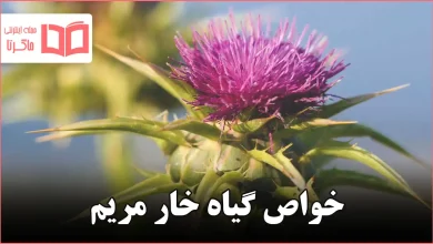 خواص گیاه خار مریم