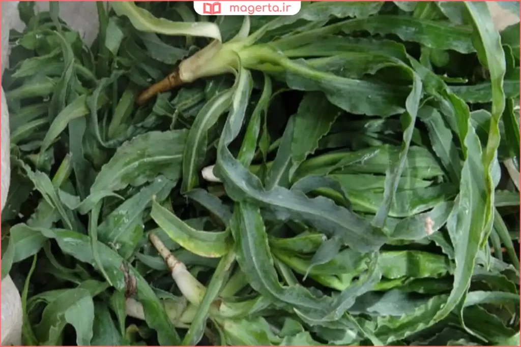 بوته گیاه غاز کوهی با برگهای سبز و ساقههای نازک در طبیعت