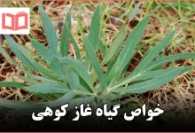 خواص گیاه غاز کوهی