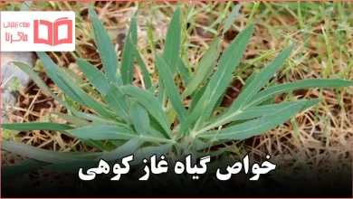 خواص گیاه غاز کوهی