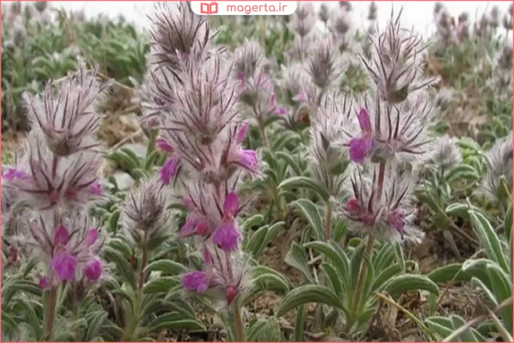 شاخه‌های تازه گیاه چای کوهی با گل‌های بنفش کوچک در دامنه کوهستان