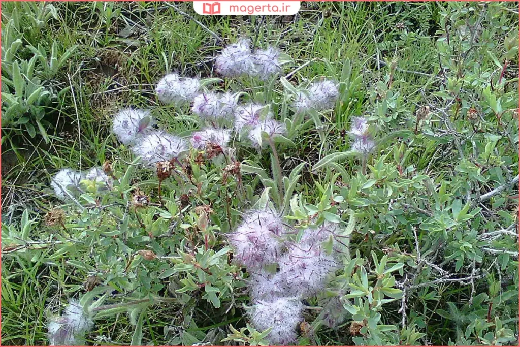 نمای نزدیک از گل‌های بنفش چای کوهی در طبیعت کوهستانی ایران