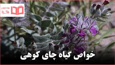 خواص گیاه چای کوهی