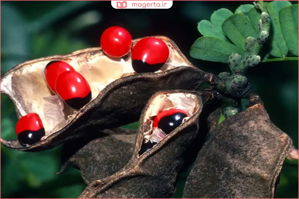 نمای نزدیک از دانههای قرمز گیاه چشمخروس برای مصارف دارویی