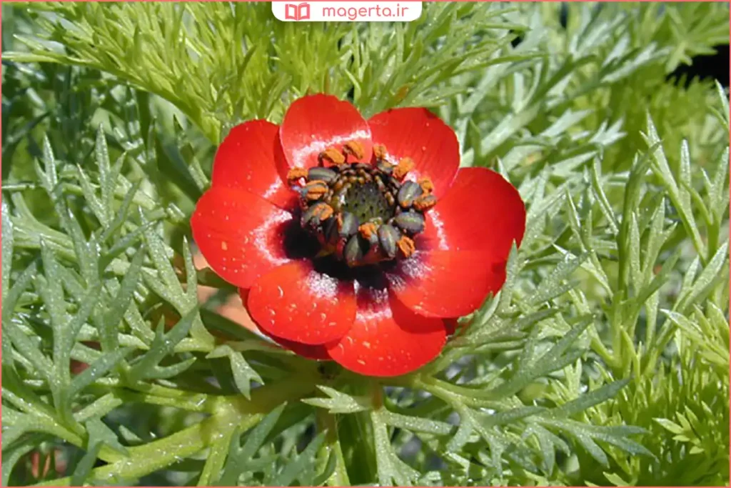 شاخههای گیاه چشمخروس با گلهای کوچک و میوههای قرمز براق در طبیعت