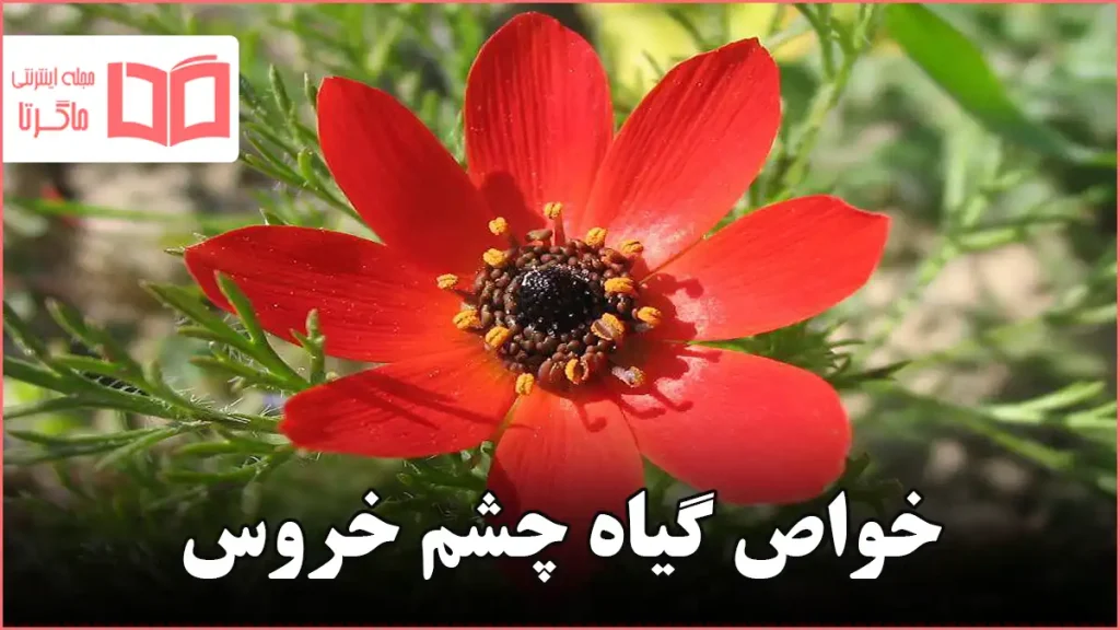 خواص گیاه چشم خروس