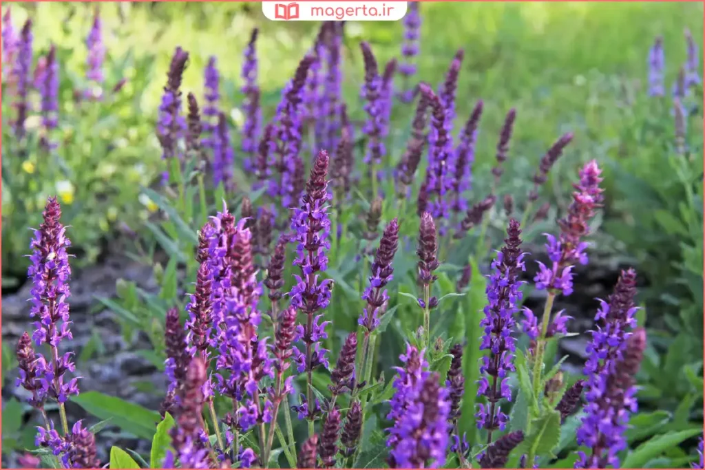 گیاه مریمگلی در باغچه با گلهای بنفش و عطر خوش